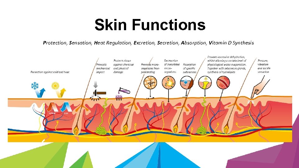 Skin Functions Protection, Sensation, Heat Regulation, Excretion, Secretion, Absorption, Vitamin D Synthesis 