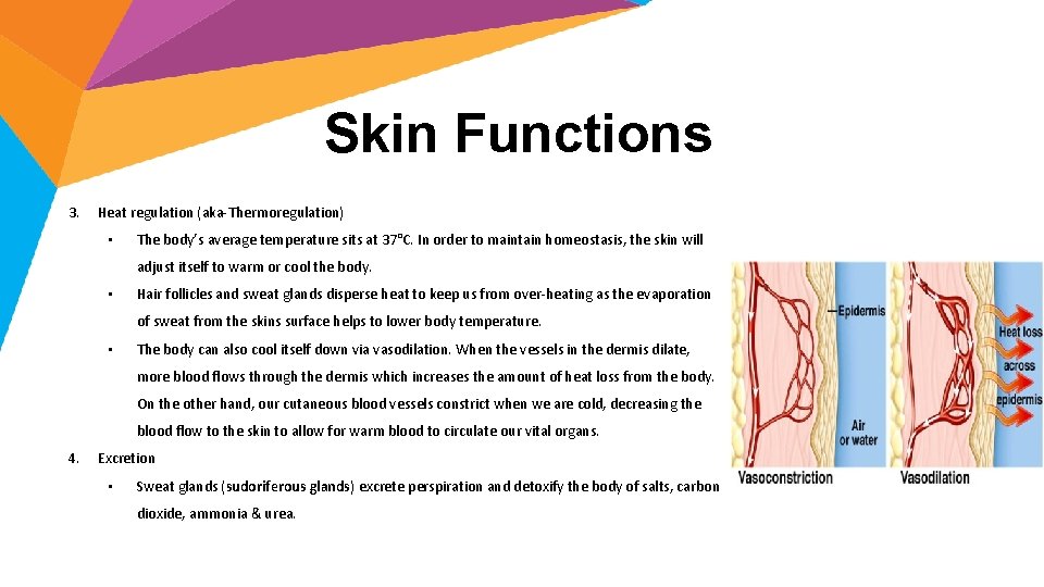 Skin Functions 3. Heat regulation (aka-Thermoregulation) • The body’s average temperature sits at 37°C.