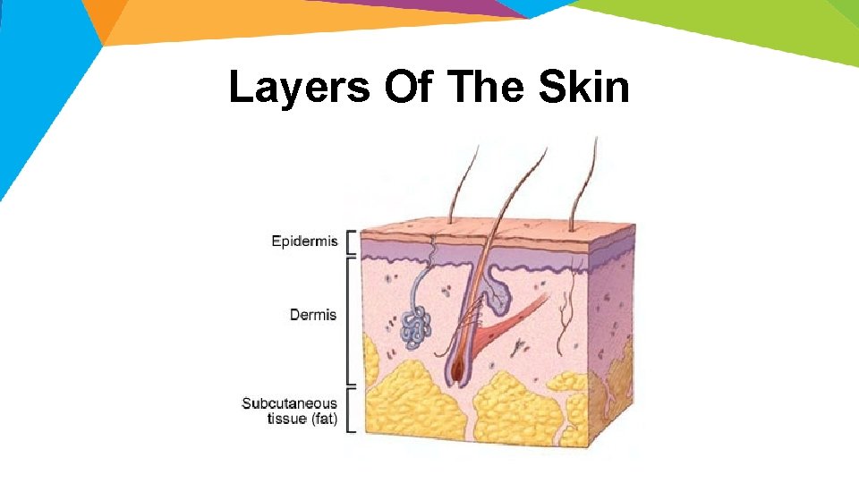 Layers Of The Skin 
