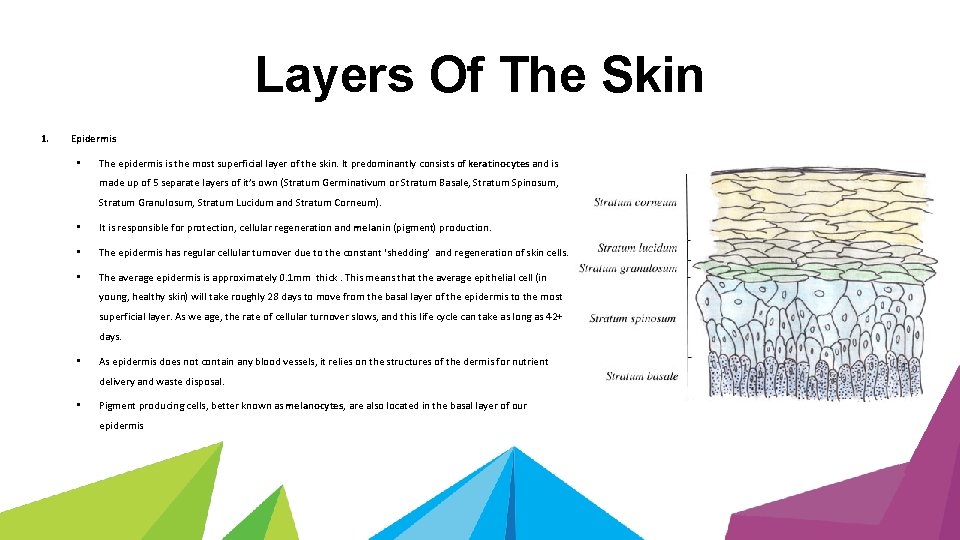 Layers Of The Skin 1. Epidermis • The epidermis is the most superficial layer