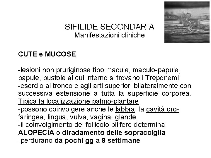 SIFILIDE SECONDARIA Manifestazioni cliniche CUTE e MUCOSE -lesioni non pruriginose tipo macule, maculo-papule, pustole