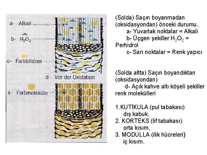 (Solda) Saçın boyanmadan (oksidasyondan) önceki durumu. a Yuvarlak noktalar = Alkali b Üçgen şekiller