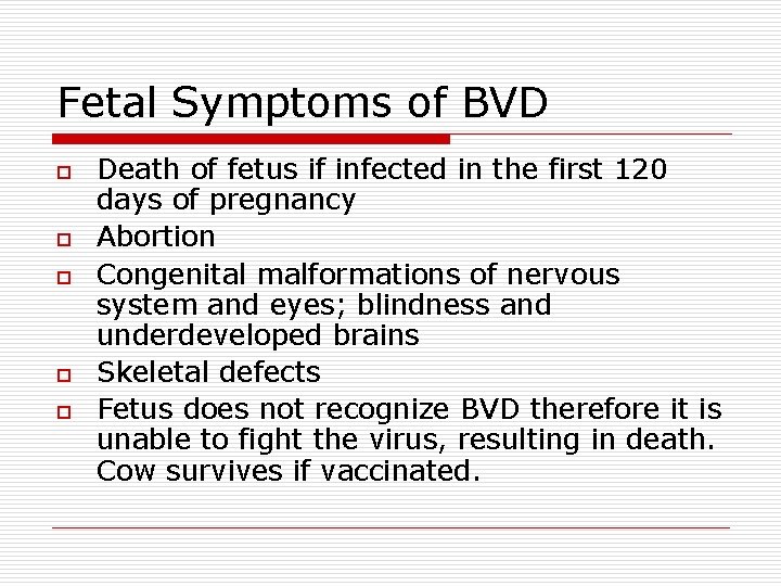 Fetal Symptoms of BVD o o o Death of fetus if infected in the
