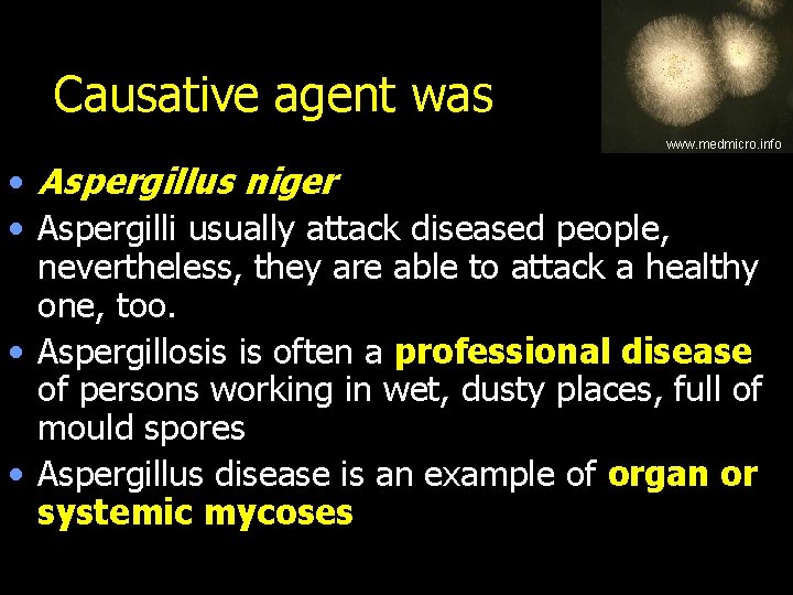 Causative agent was www. medmicro. info • Aspergillus niger • Aspergilli usually attack diseased