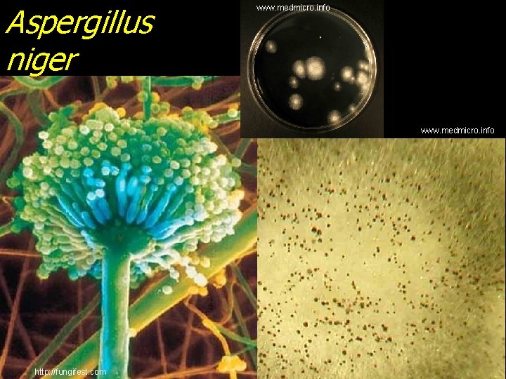 Aspergillus niger www. medmicro. info http: //fungifest. com 