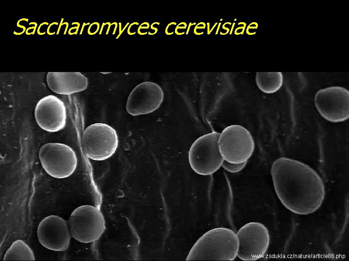 Saccharomyces cerevisiae www. zsdukla. cz/nature/article 86. php 