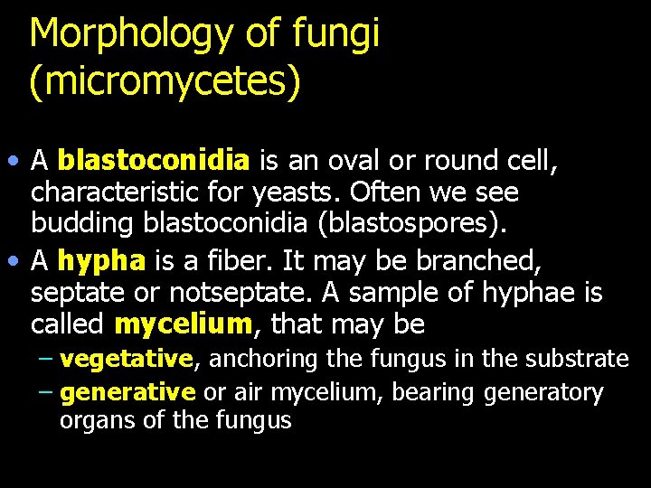 Morphology of fungi (micromycetes) • A blastoconidia is an oval or round cell, characteristic