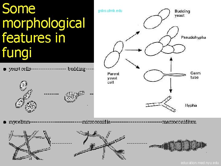 Some morphological features in fungi gsbs. utmb. education. med. nyu. edu 