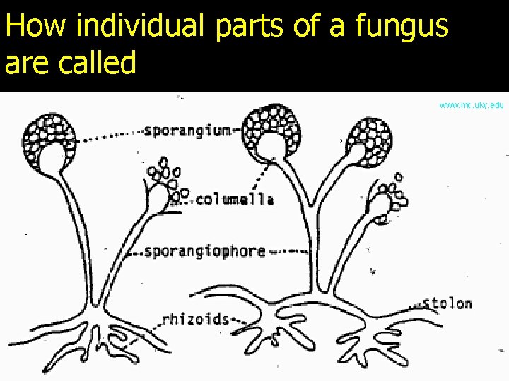 How individual parts of a fungus are called www. mc. uky. edu 