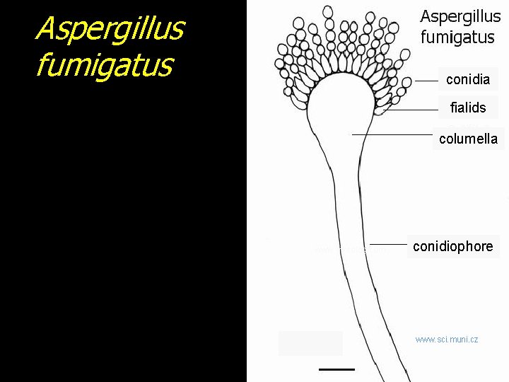 Aspergillus fumigatus conidia fialids columella www. mycolog. com conidiophore www. sci. muni. cz 