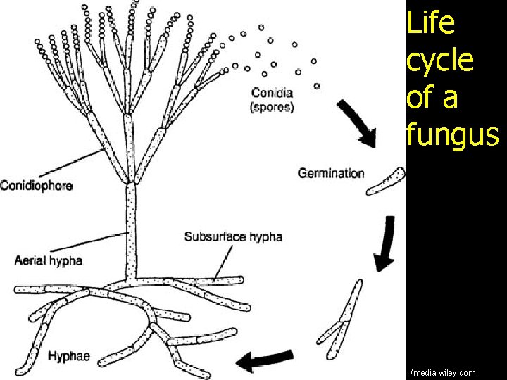 Life cycle of a fungus /media. wiley. com 