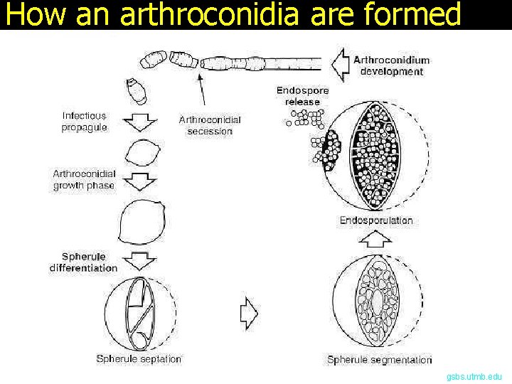 How an arthroconidia are formed gsbs. utmb. edu 
