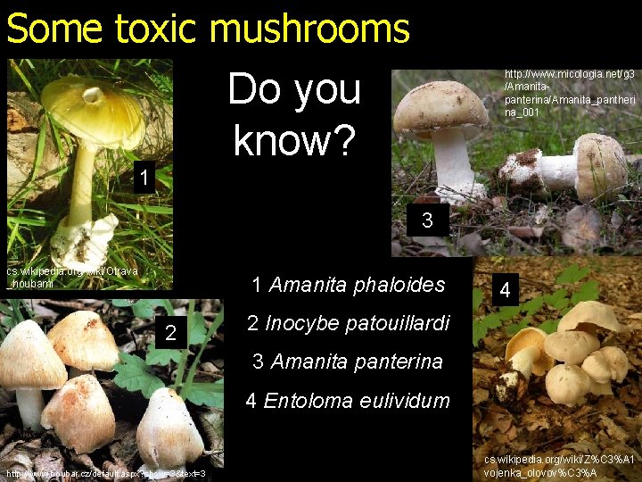 Some toxic mushrooms Do you know? http: //www. micologia. net/g 3 /Amanitapanterina/Amanita_pantheri na_001 1