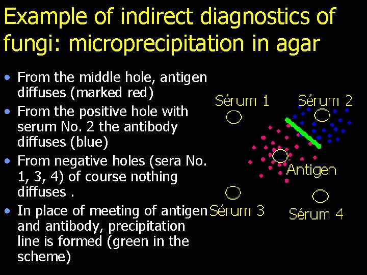 Example of indirect diagnostics of fungi: microprecipitation in agar • From the middle hole,