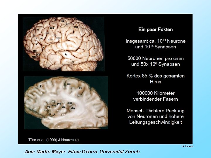 13 Referat Aus: Martin Meyer: Fittes Gehirn. Universität Zürich 