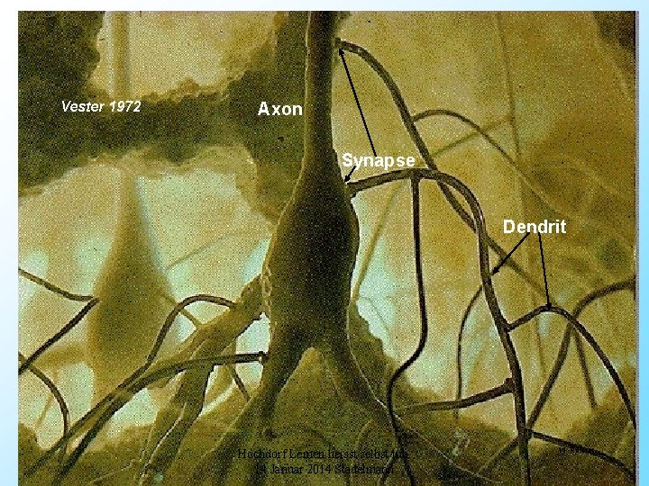 Vester 1972 Axon Synapse Dendrit Hochdorf Lernen heisst selbst tun. 14. Januar 2014 Stadelmann
