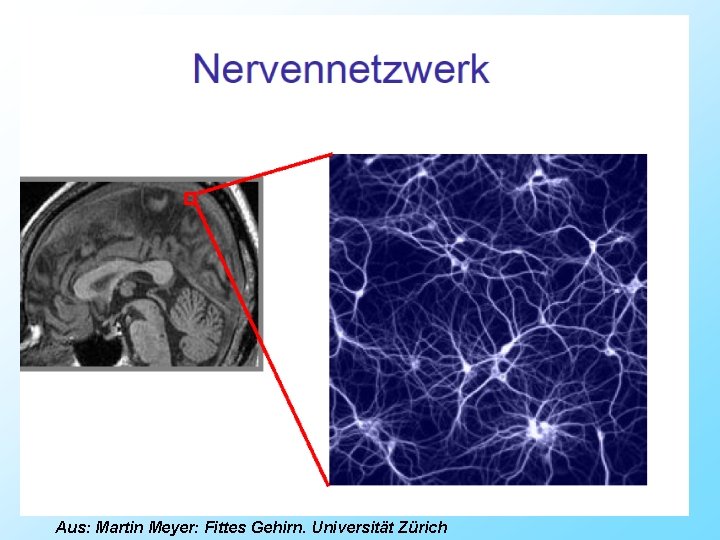 15 Referat Aus: Martin Meyer: Fittes Gehirn. Universität Zürich 