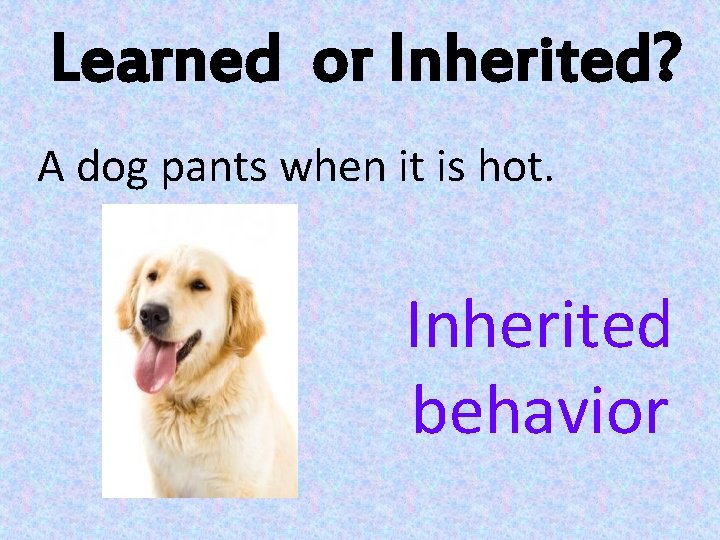 Learned or Inherited? A dog pants when it is hot. Inherited behavior 