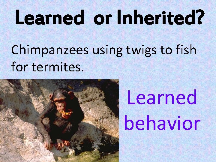 Learned or Inherited? Chimpanzees using twigs to fish for termites. Learned behavior 