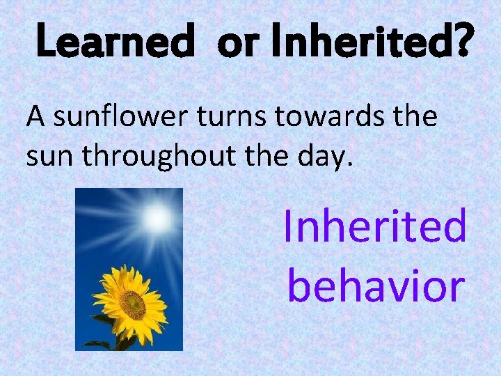 Learned or Inherited? A sunflower turns towards the sun throughout the day. Inherited behavior