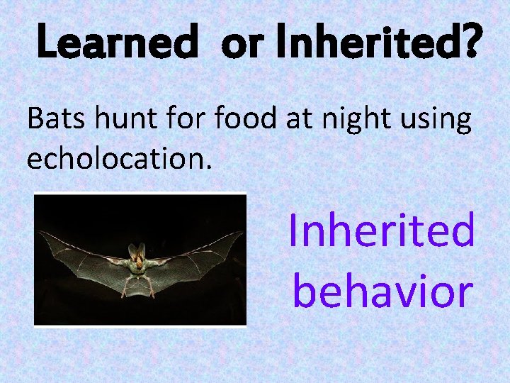 Learned or Inherited? Bats hunt for food at night using echolocation. Inherited behavior 