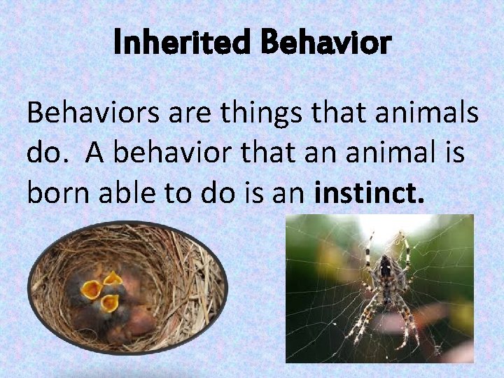 Inherited Behaviors are things that animals do. A behavior that an animal is born