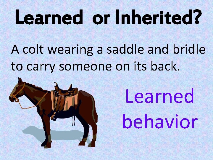 Learned or Inherited? A colt wearing a saddle and bridle to carry someone on