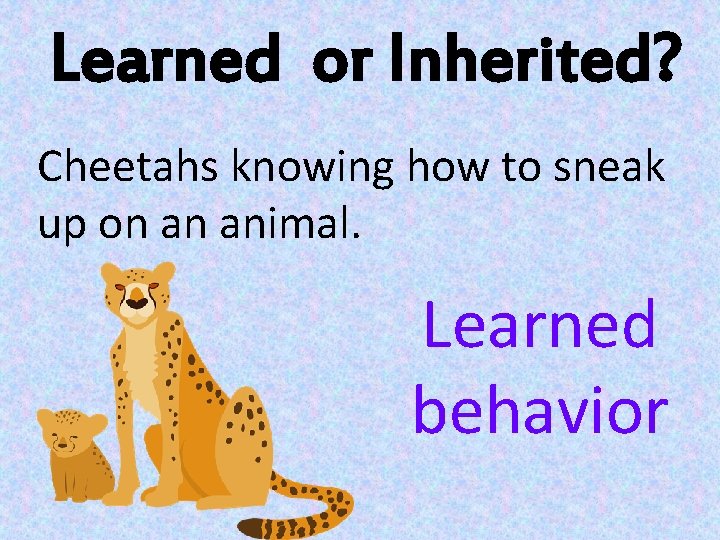 Learned or Inherited? Cheetahs knowing how to sneak up on an animal. Learned behavior