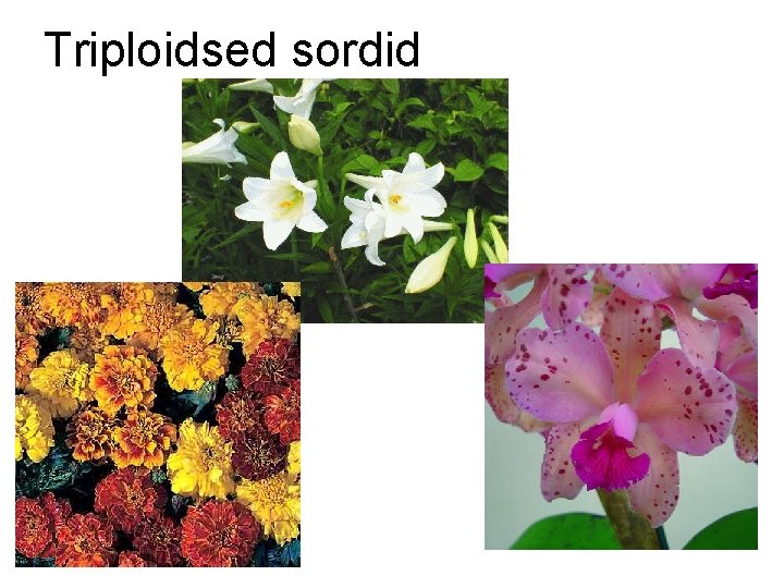 Triploidsed sordid 