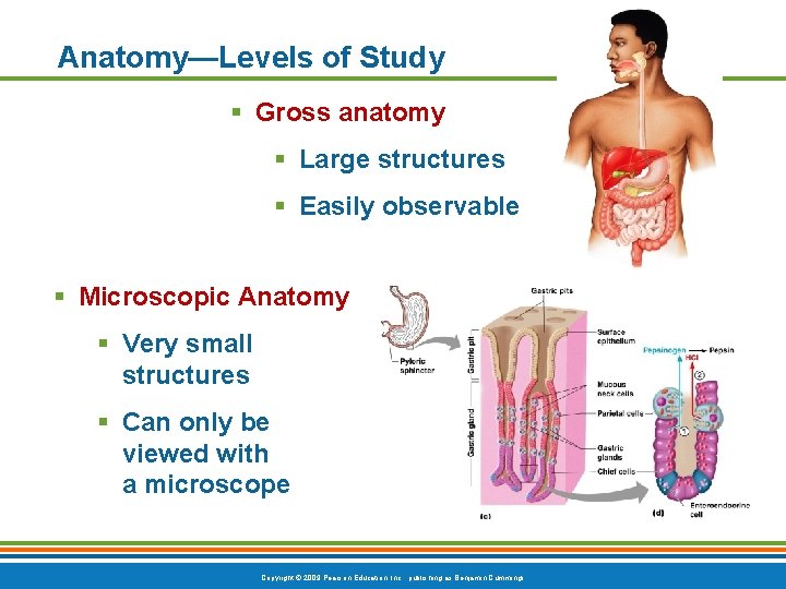 Anatomy—Levels of Study § Gross anatomy § Large structures § Easily observable § Microscopic