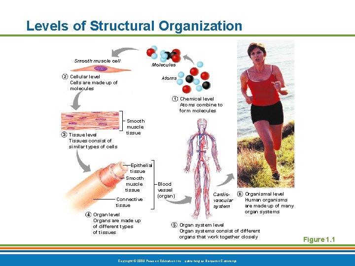 Levels of Structural Organization Smooth muscle cell Molecules Cellular level Cells are made up