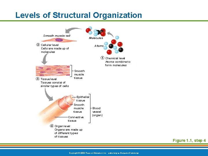 Levels of Structural Organization Smooth muscle cell Molecules Cellular level Cells are made up