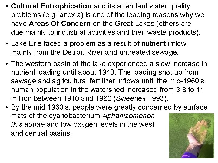  • Cultural Eutrophication and its attendant water quality problems (e. g. anoxia) is