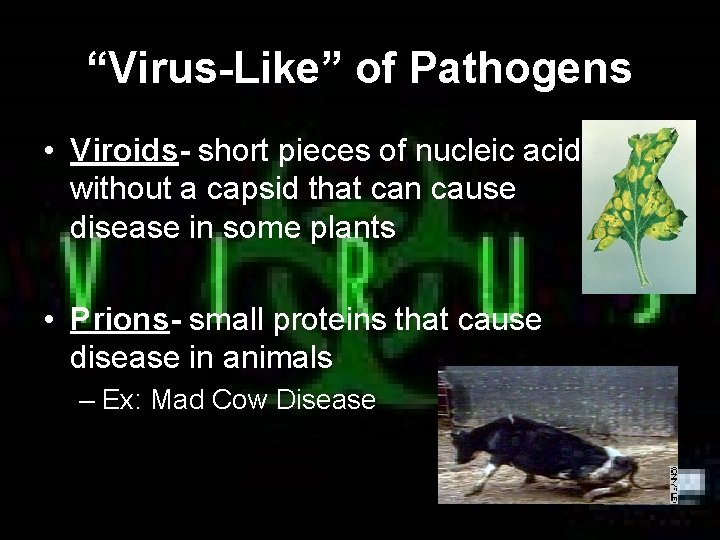 “Virus-Like” of Pathogens • Viroids- short pieces of nucleic acid without a capsid that