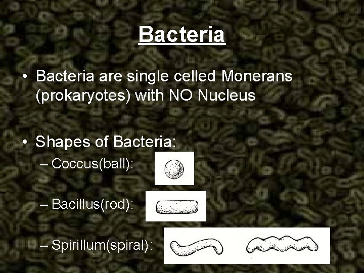 Bacteria • Bacteria are single celled Monerans (prokaryotes) with NO Nucleus • Shapes of