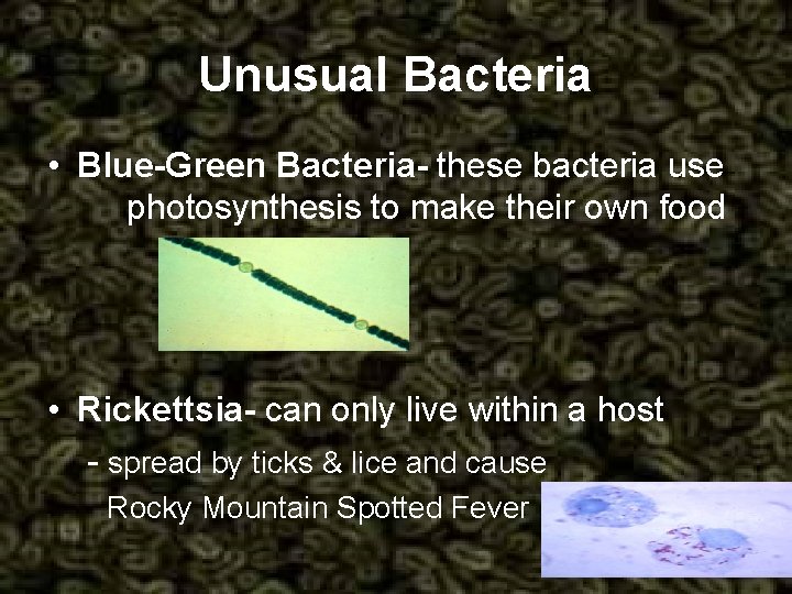 Unusual Bacteria • Blue-Green Bacteria- these bacteria use photosynthesis to make their own food