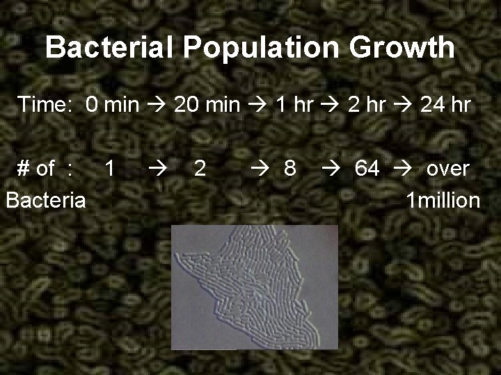 Bacterial Population Growth Time: 0 min 20 min 1 hr 24 hr # of