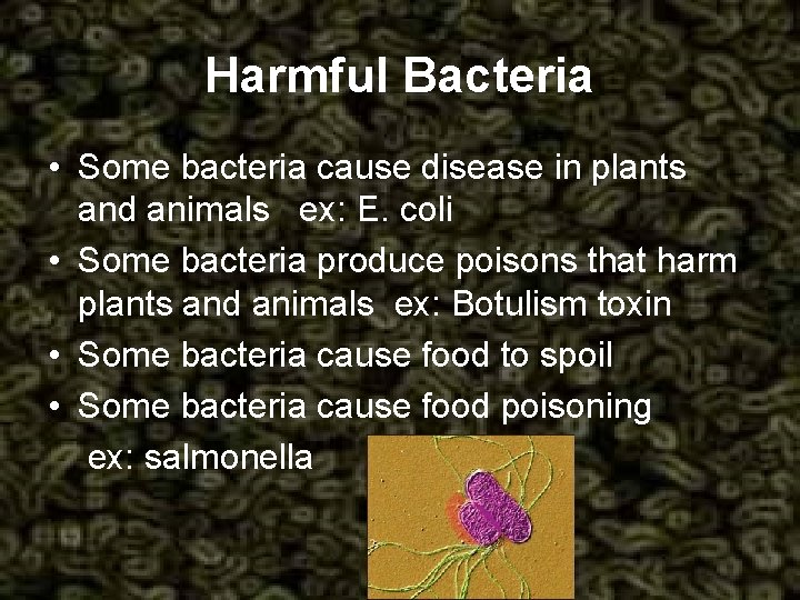 Harmful Bacteria • Some bacteria cause disease in plants and animals ex: E. coli