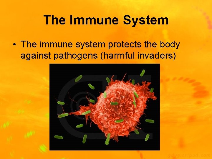 The Immune System • The immune system protects the body against pathogens (harmful invaders)