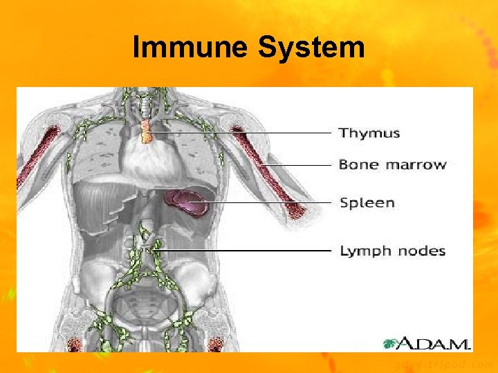 Immune System 