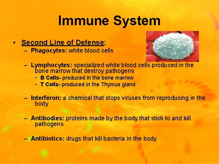 Immune System • Second Line of Defense: – Phagocytes: white blood cells – Lymphocytes: