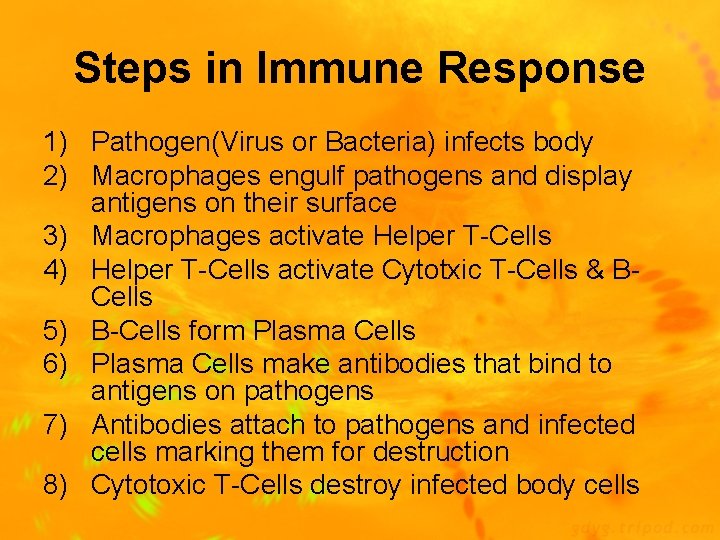 Steps in Immune Response 1) Pathogen(Virus or Bacteria) infects body 2) Macrophages engulf pathogens