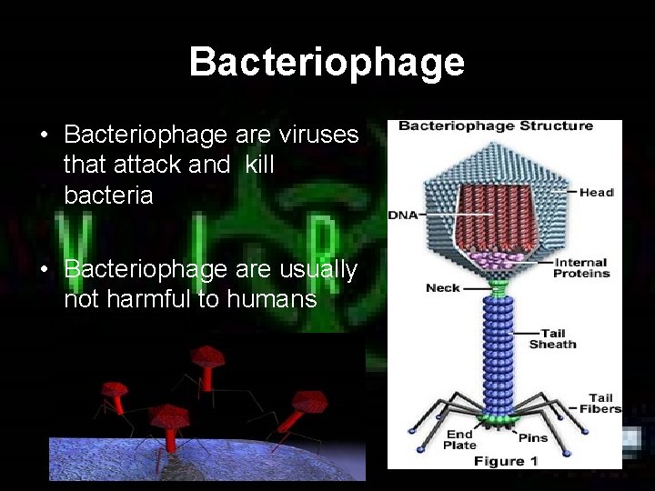 Bacteriophage • Bacteriophage are viruses that attack and kill bacteria • Bacteriophage are usually