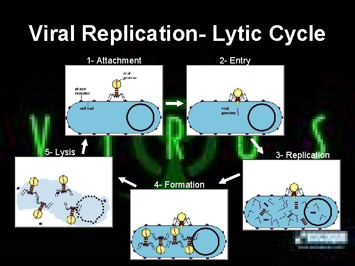 Viral Replication- Lytic Cycle 1 - Attachment 2 - Entry 5 - Lysis 3