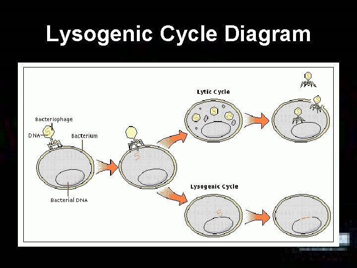 Lysogenic Cycle Diagram 