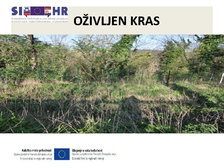 OŽIVLJEN KRAS • Cilj projekta Oživljen Kras je ohraniti raznolikosti kraških območij s pomočjo OŽIVLJEN KRAS • Cilj projekta Oživljen Kras je ohraniti raznolikosti kraških območij s pomočjo