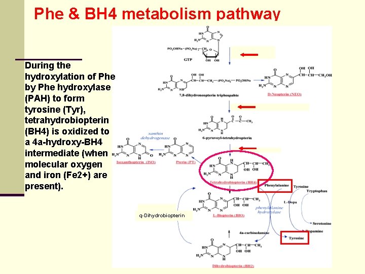 Phe & BH 4 metabolism pathway During the hydroxylation of Phe by Phe hydroxylase