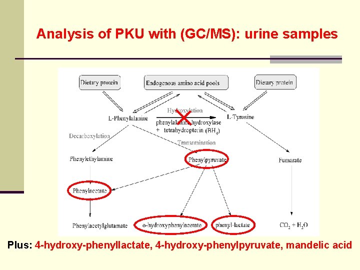 Analysis of PKU with (GC/MS): urine samples Plus: 4 -hydroxy-phenyllactate, 4 -hydroxy-phenylpyruvate, mandelic acid