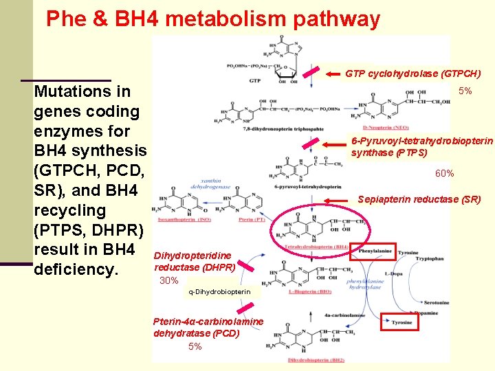 Phe & BH 4 metabolism pathway GTP cyclohydrolase (GTPCH) Mutations in genes coding enzymes