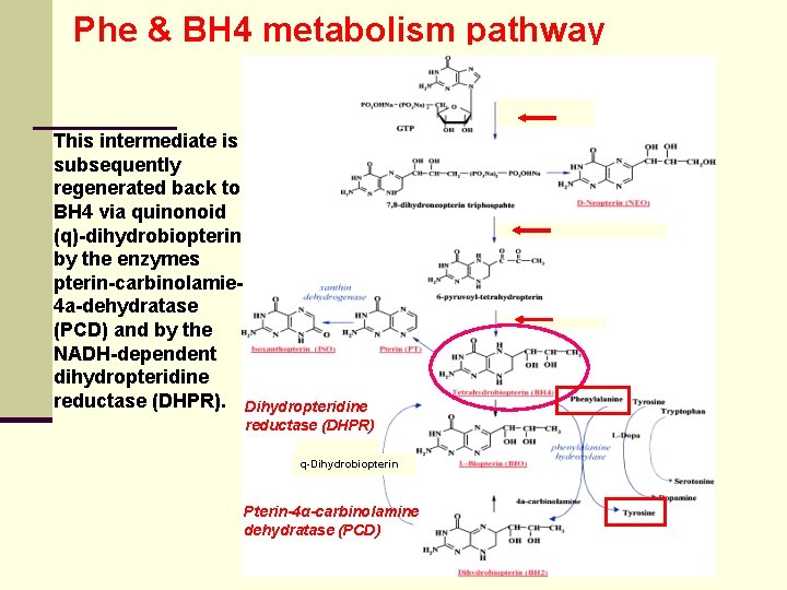 Phe & BH 4 metabolism pathway This intermediate is subsequently regenerated back to BH